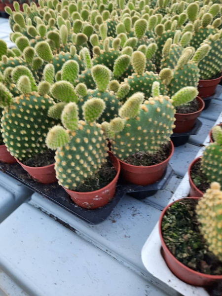 Opuntia microdasys v.aurantiaca