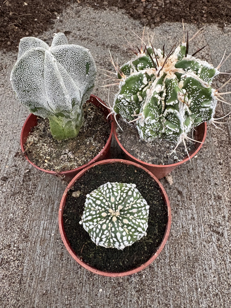 Astrophytum MIX 3 different