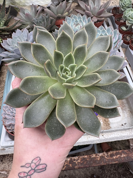 Echeveria agavoides 'Mira'