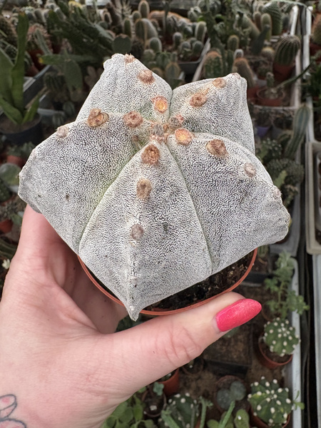 Astrophytum myriostigma
