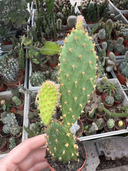 Opuntia puberula