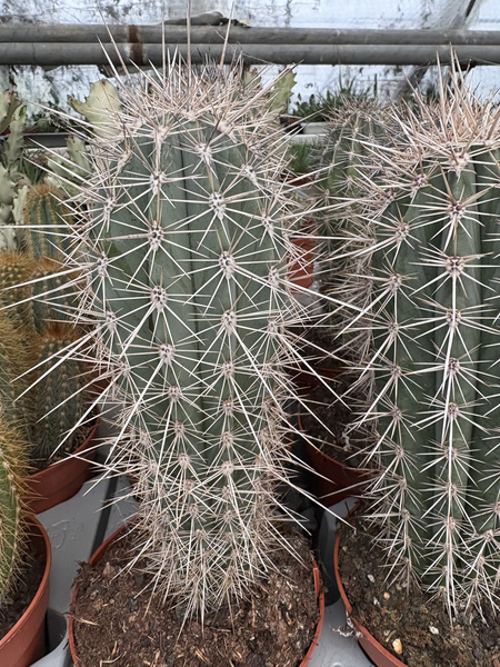 Pachycereus pringlei