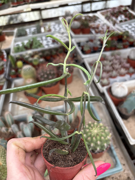 Kalanchoe beauverdii