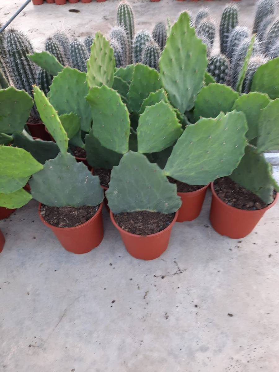 Opuntia gomei 'Old Mexico' at San Marcos Cactuses \ Opuntia Kaktusy