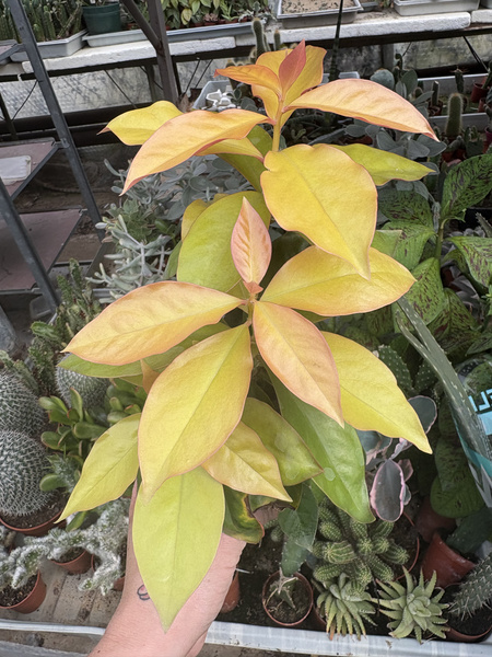 Pereskia aculeata 'Godseffiana Variegata