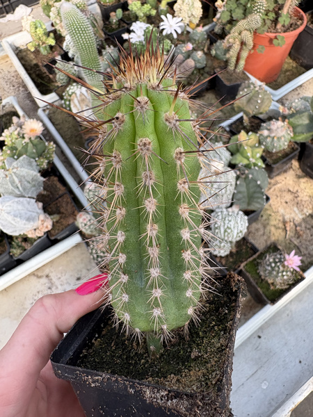 Eulychnia breviflora