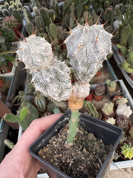 Astrophytum myriostigma 'Hubiki'