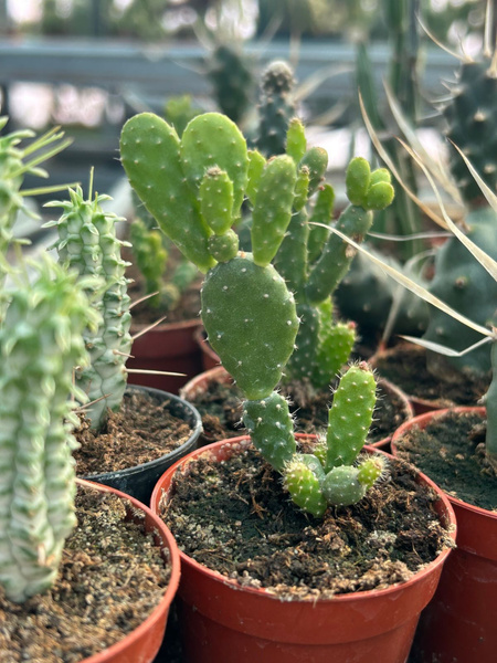 Schlumbergera opuntioides