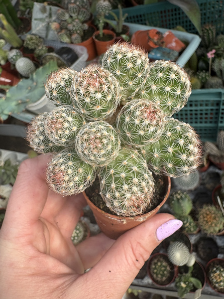 Coryphantha vivipara