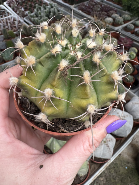 Gymnocalycium anisitsii 'Variegata'