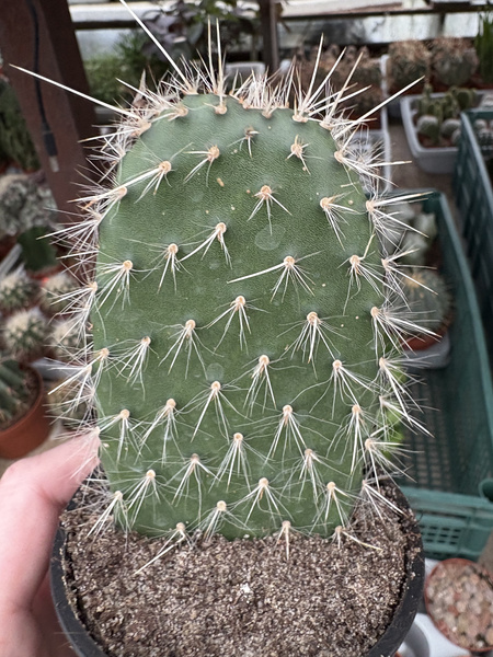 Opuntia senilis