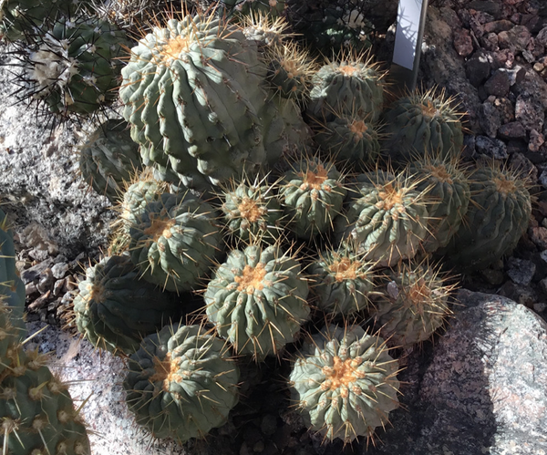 20 SEEDS Copiapoa gigantea ORIGINAL Antofagasta