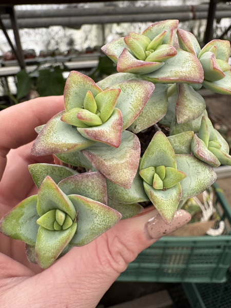 Crassula perforata 'Penhoek Pass'