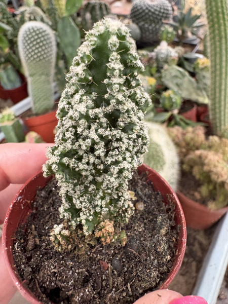 Cereus peruvianus 'Paolina Coral Monstruosa'
