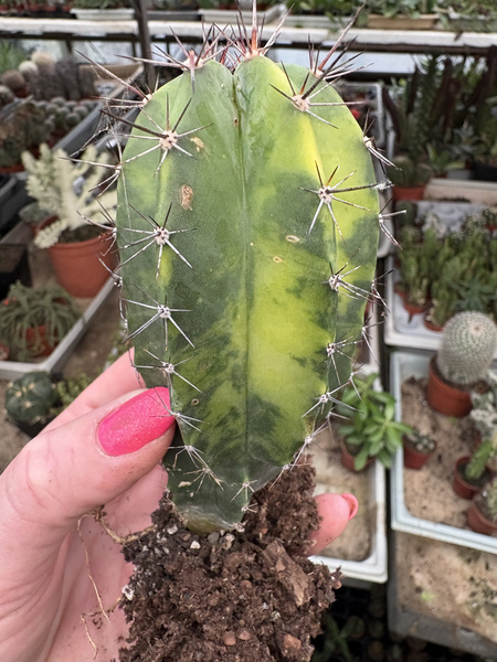 Myrtillocactus cochal 'Variegata'