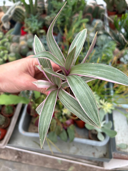 Tradescantia spathacea 'Discolor'