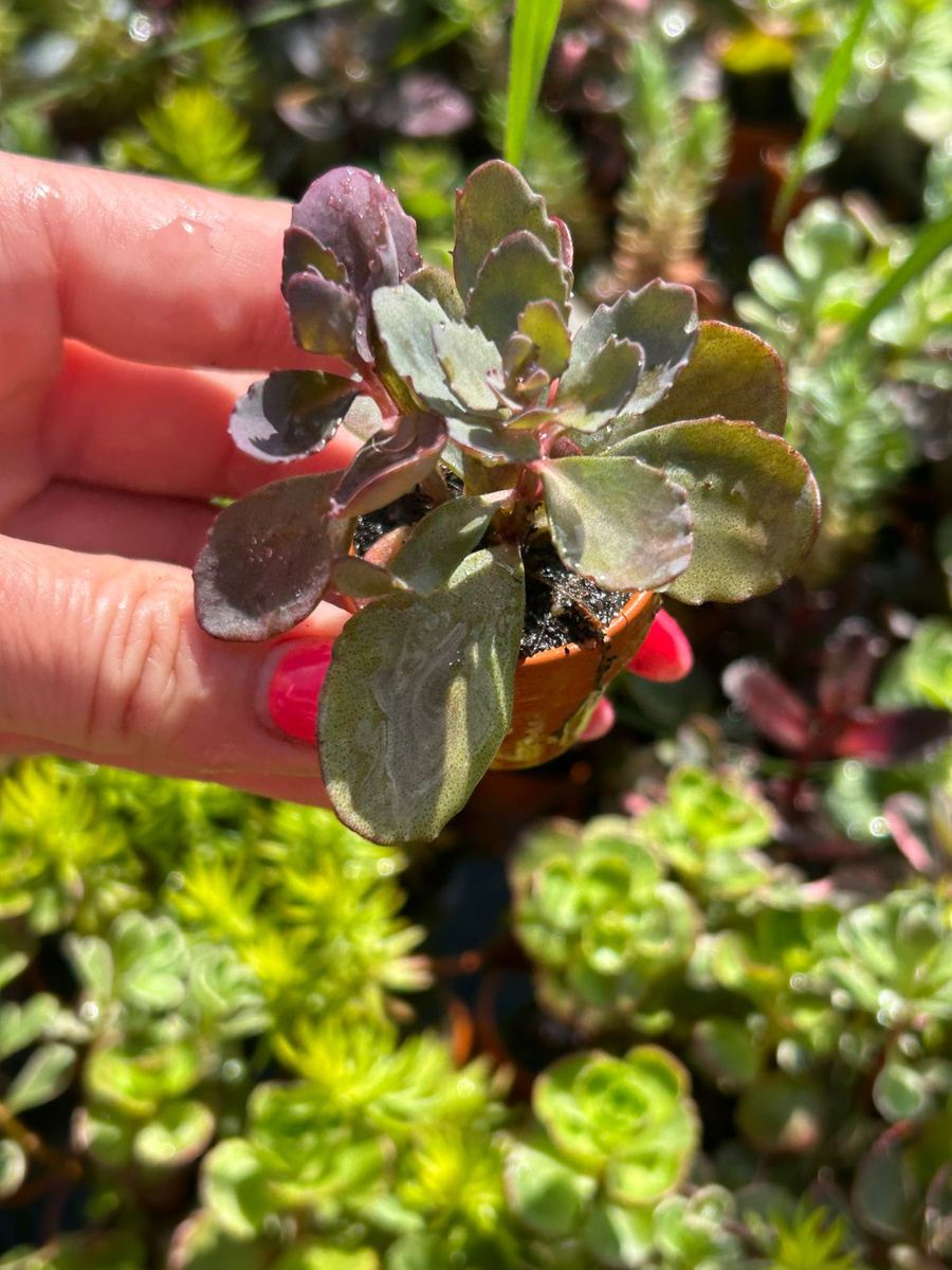 Sedum sunsparkler 'Cherry Tart Succulents \ Sedum Frostresistant