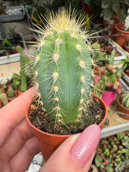 Pilosocereus pachycladus