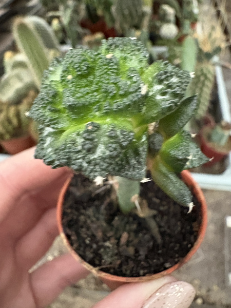 Ariocarpus fissuratus v.hintonii