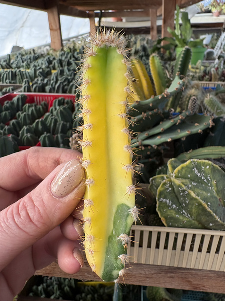 Cereus hildmannianus 'Variegata'