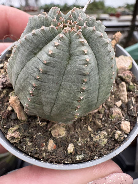Euphorbia infausta