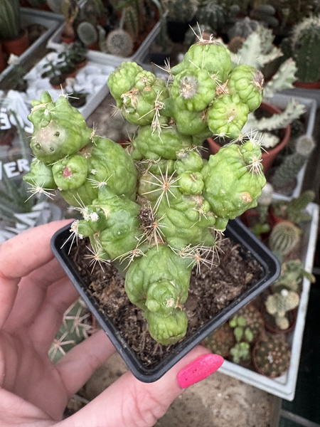 Mammillaria spinosissima 'Coral'
