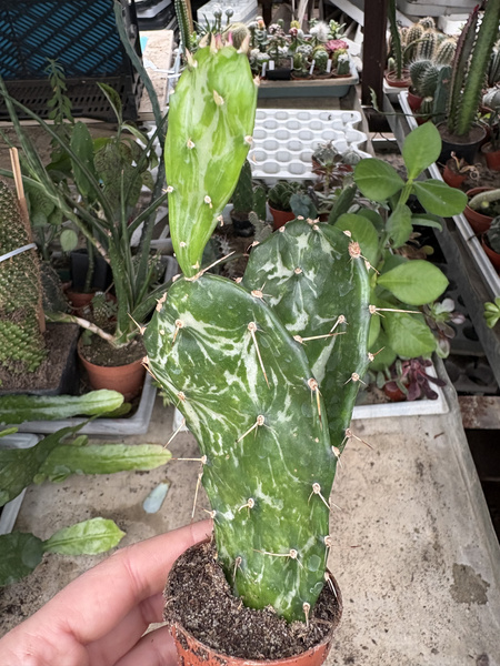 Opuntia monacantha 'Variegated Monstruosa'