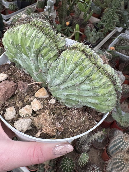 Polaskia chichipe 'Cristata'