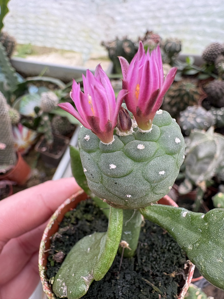 Lophophora diagonalis NOWOŚĆ !
