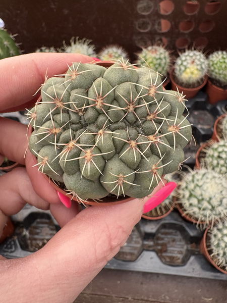 Gymnocalycium baldianum 'Cristata'