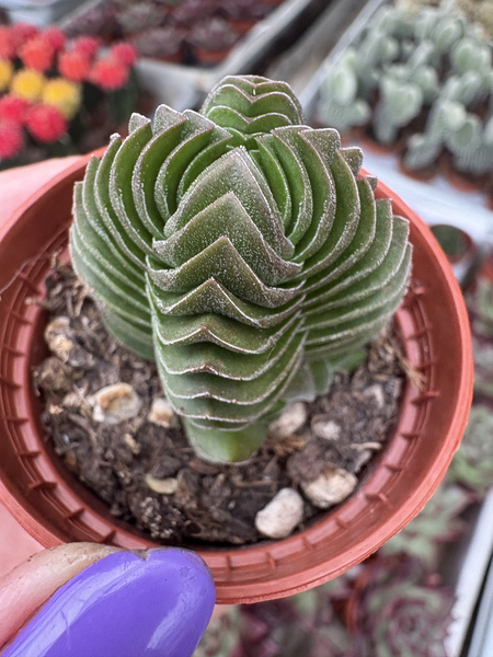 Crassula pyramidalis 'Buddha's Temple'