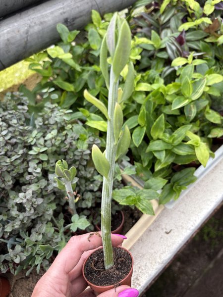 Senecio anteuphorbium