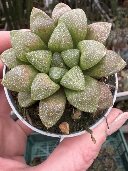 HAWORTHIA TURGIDA SUBERECTA
