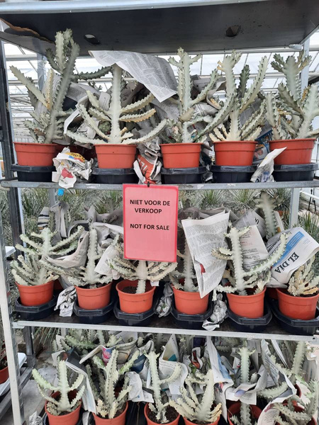 Euphorbia lactea 'White Ghost'