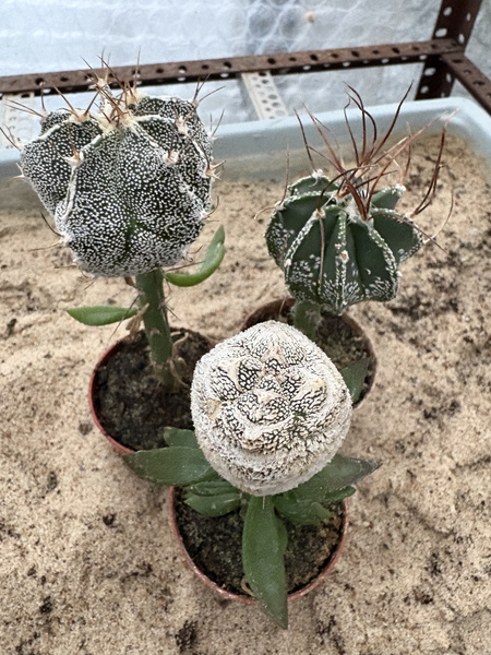 Zestaw 3 różnych Astrophytum  MUTANTY
