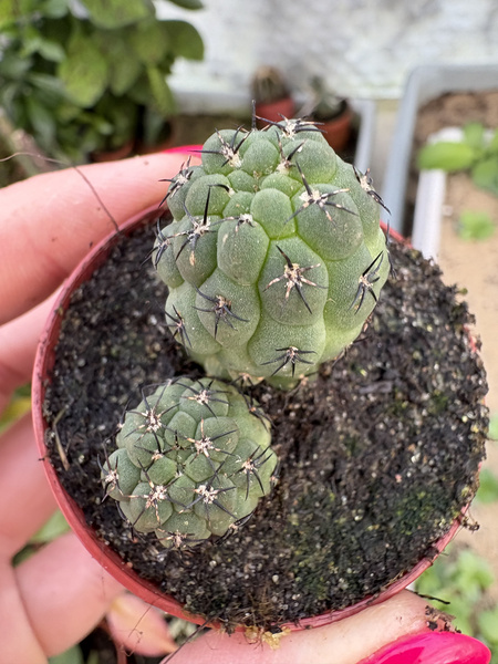 Sulcogartia rauschii x Weingartia neumanniana