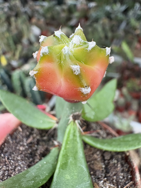 Astrophytum myriostigma 'Candy Variegata'