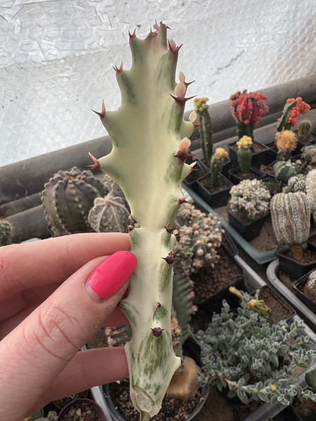 Euphorbia lactea 'White Ghost'