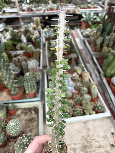 Alluaudia procera ENDEMIT