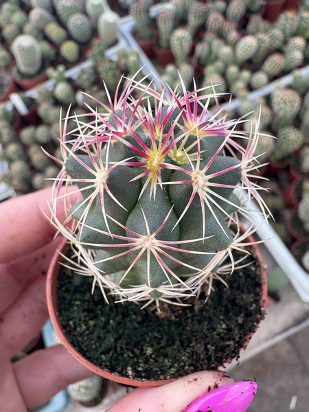 Thelocactus bicolor v. tricolor