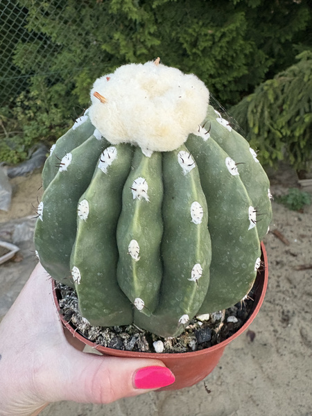 Melocactus maxonii 'Inermis'