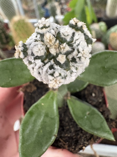 Astrophytum asterias 'Extreme Snow'