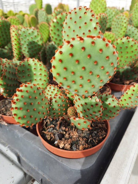 Opuntia microdasys 'Rufida'