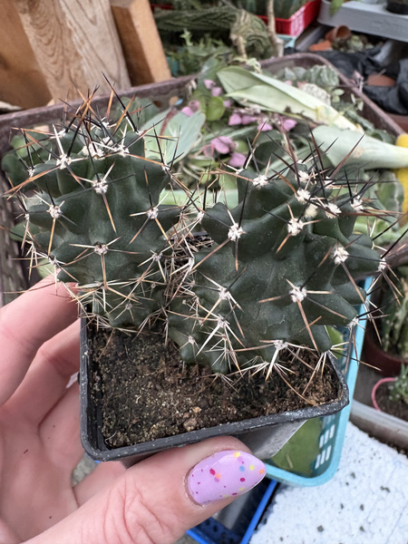 Echinocereus fendleri