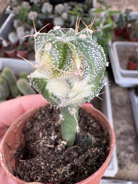 Astrophytum capricorne 'Variegata'