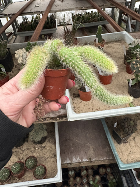 Hildewintera colademonis KOCIE OGONY