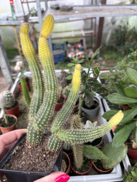 Akersia roseiflora 'Variegata'