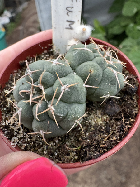 Gymnocalycium intertextum