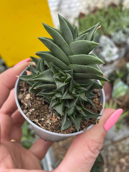 Haworthia viscosa