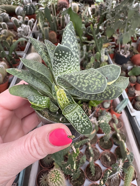 Gasteria bicolor 'Variegata Minima'